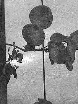 The Sleeping Light Cover