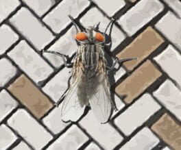 A Fly in the Array Cover