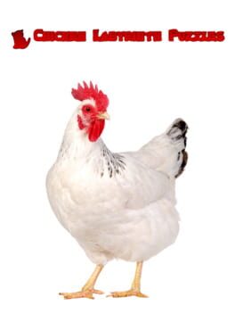 Chicken Labyrinth Puzzles Cover